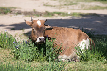 Horned cow grazing among wildflowers in spring.