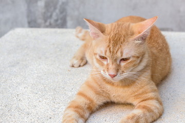 Orange cat lying sideways looking ahead, Portrait cat  