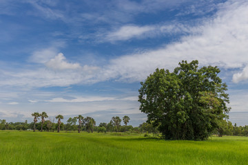 Fototapeta na wymiar Big tree in Paddy jasmine rice farm with beautiful sky in Thailand