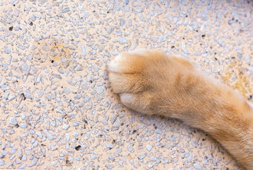 close up cat foot, Cat's paws on Stone table.