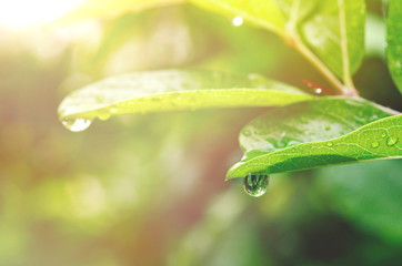 water drop in morning