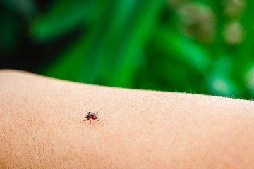 Obraz premium Photo of mosquito sucking blood.
