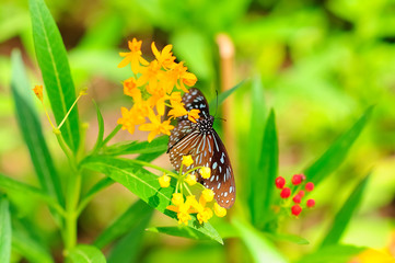 Butterfly suck nectar from the pollen.