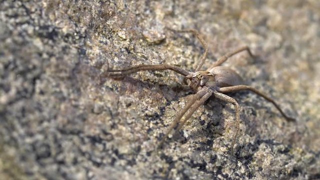 Macro video zooming on a nursery spider warming up in the sun on a rock