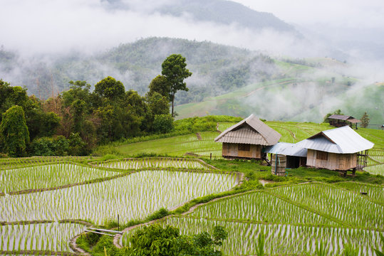 View landscape of Pa Bong Piang Chiang Mai in Thailand.