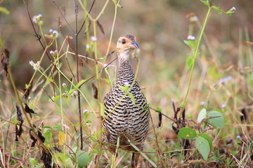 Chinese francolin (Francolinus pintadeanus) in Thailand

