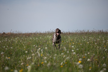 german shorthair