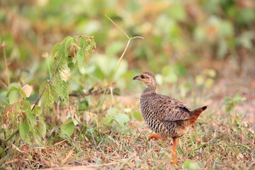 Chinese francolin (Francolinus pintadeanus) in Thailand

