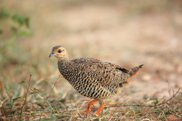 Chinese francolin (Francolinus pintadeanus) in Thailand

