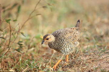 Chinese francolin (Francolinus pintadeanus) in Thailand

