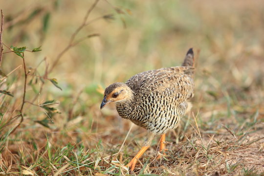 Chinese francolin (Francolinus pintadeanus) in Thailand

