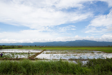 Green Ricefields