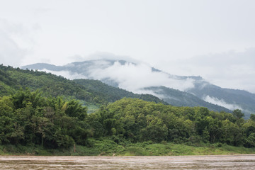 Mekong River jungle