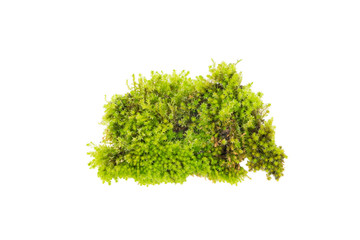 Obraz premium Green moss ,Bright green moss isolated on white background