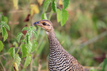 Chinese francolin (Francolinus pintadeanus) in Thailand

