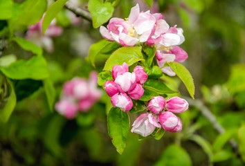 Budding and flowering wild apple tree from close