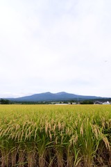 稲穂と山の画像