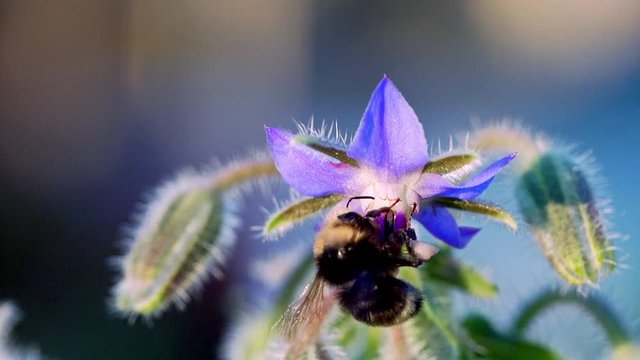 Bumblebee on Borage