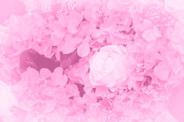 pink rose in sweet love soft white color tone for wedding postcard background.