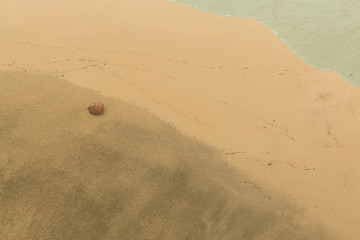 Lone Coconut Washed Up on a Beach