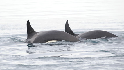 Fototapeta premium Pod of Orcas, Iceland