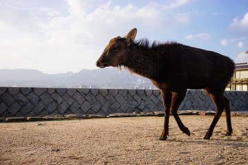 Fototapeta premium Deer on island beach in Japan