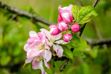 Obraz na płótnie Canvas Budding and flowering wild apple tree from close
