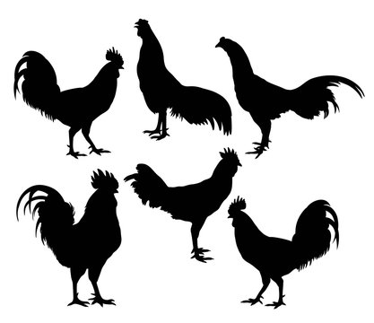 Rooster and Cock Standing Silhouettes, art vector design