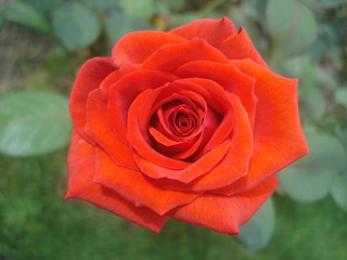 Red rose in the garden
