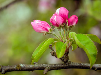 Red budding wild apple tree from close