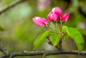 Red budding wild apple tree from close