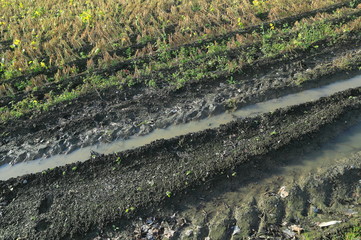 収穫前の大豆畑