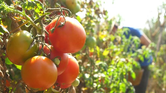 Gardener Picking Tomato In Vegetable Garden Farmer Harvesting Of Tomatoes organic 4k ecological chemical free farming no GMO non genetically modified vegetables mature red putting in basket cherry