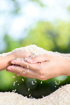 Jasmine rice in mother and child hands.