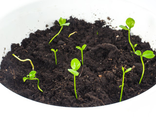 Group of sprouting plants in soil, round shape