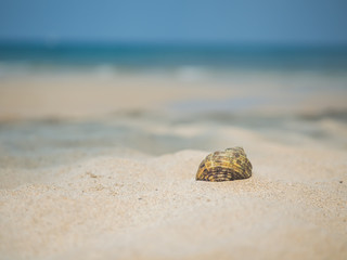 Sea shell on the beach