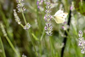Pieris brassicae, the large white, also called cabbage butterfly