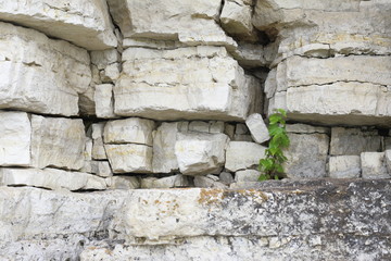 small sprout tree on rough stones. life force.