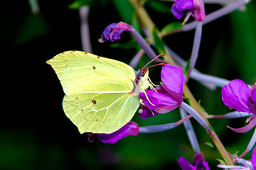 Brimstone butterfly