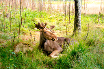 Naklejka na ściany i meble Young elk laying in the grass