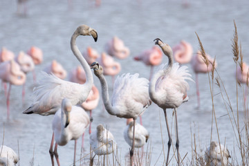 Flamands Roses