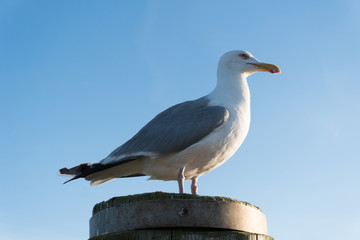 Möwe auf Holzpfahl Seitenansicht