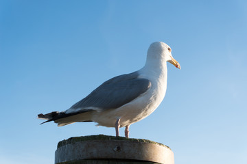 Möwe schaut in die Sonne
