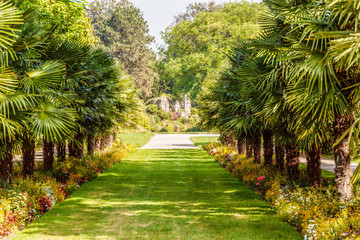 Palmen in der Flora Köln