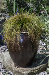 kwitnąca trawa w donicy, beautiful ornamental grass garden © Krzysztof Matloch