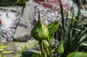 pąk róży nierozwiniety © Krzysztof Matloch