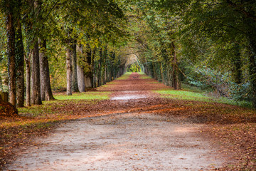 Viale d'autunno