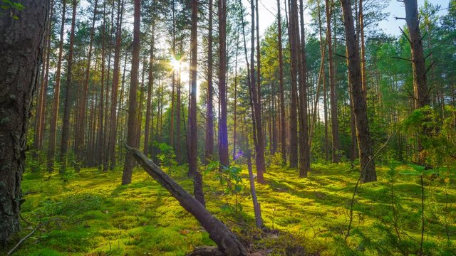Sunset in the summer magic forest, time-lapse filmed by crane