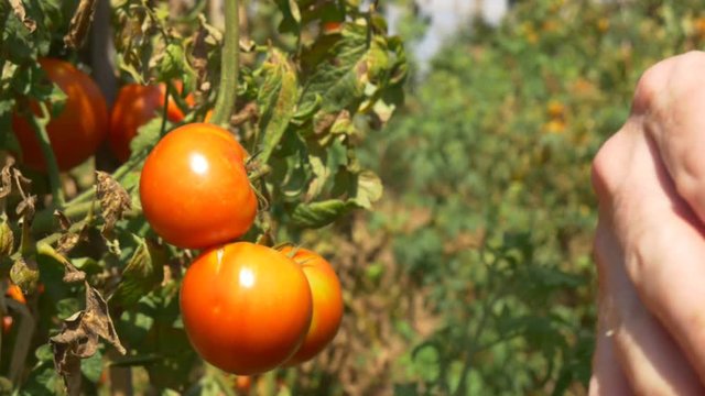 Gardener Picking Tomato In Vegetable Garden Farmer Harvesting Of Tomatoes organic 4k ecological chemical free farming no GMO non genetically modified vegetables mature red putting in basket cherry