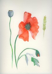 watercolour painting of wild poppy and seed head